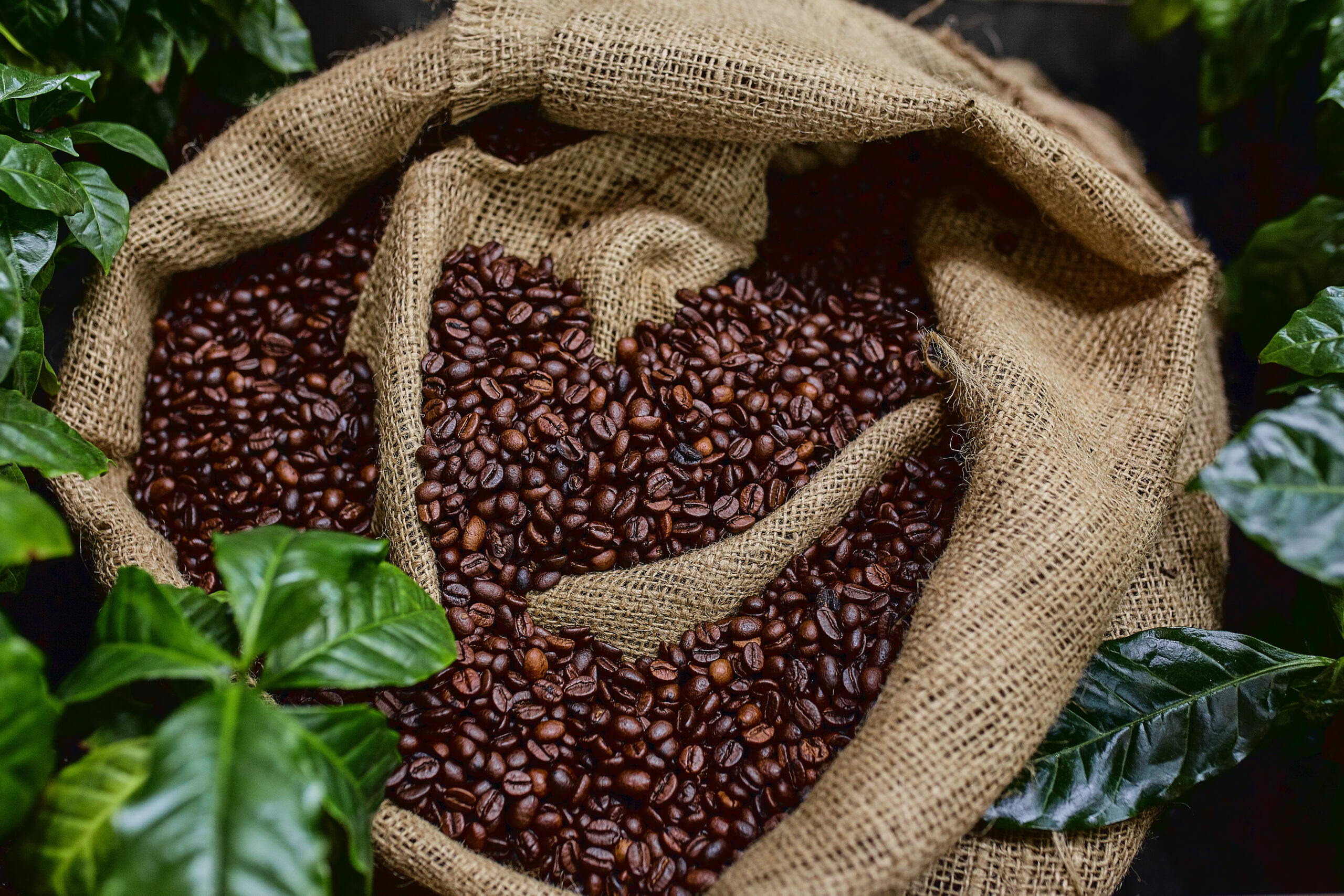 Open bag with coffee beans slices of green leaves. beautiful light, vigor of coffee beans, among coffee bushes.